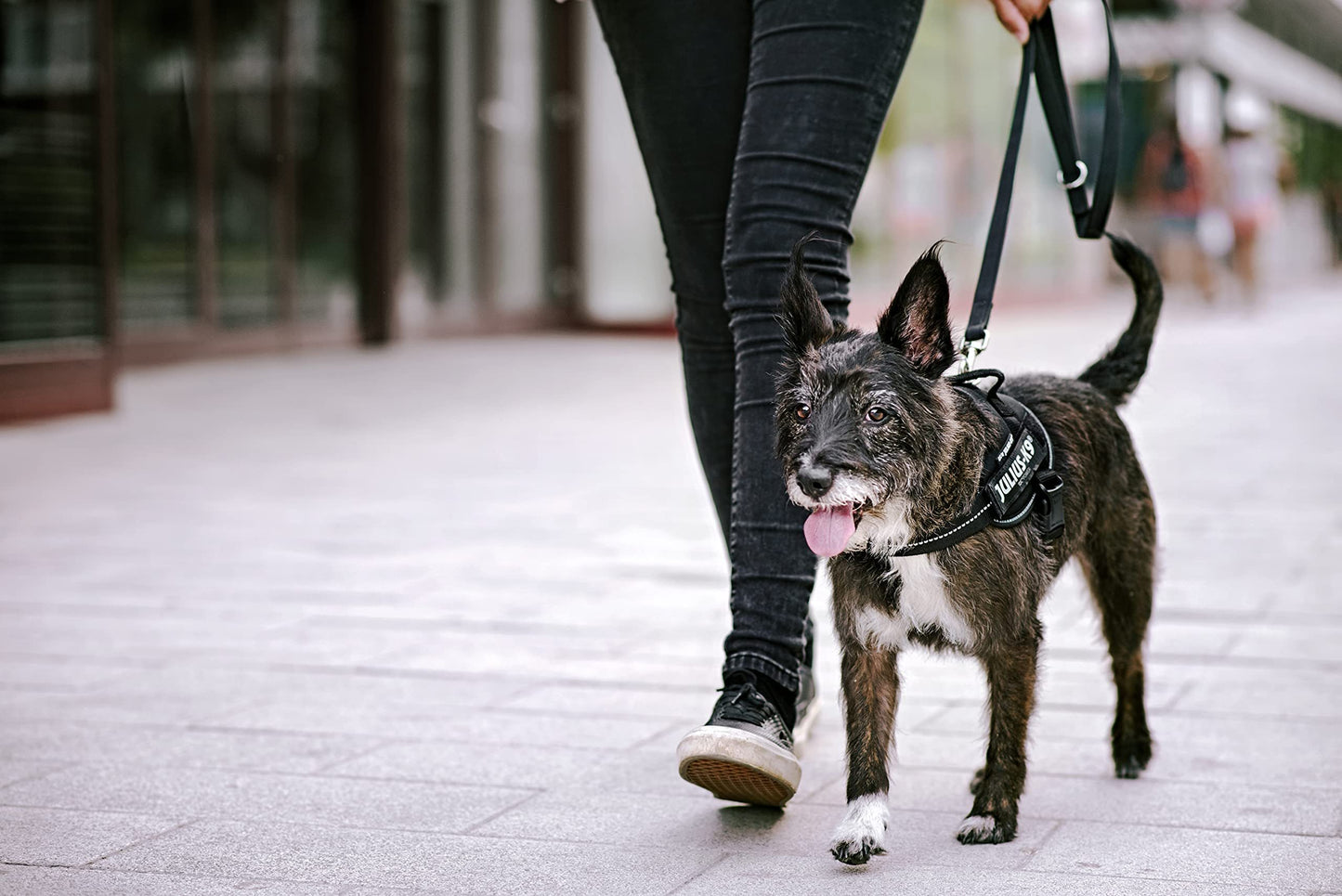 Dog Supplies Can Be Customized Towing Rope For Medium And Large Dogs