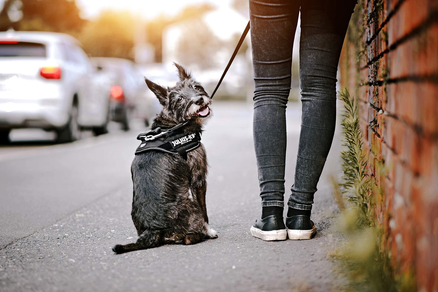 Dog Supplies Can Be Customized Towing Rope For Medium And Large Dogs